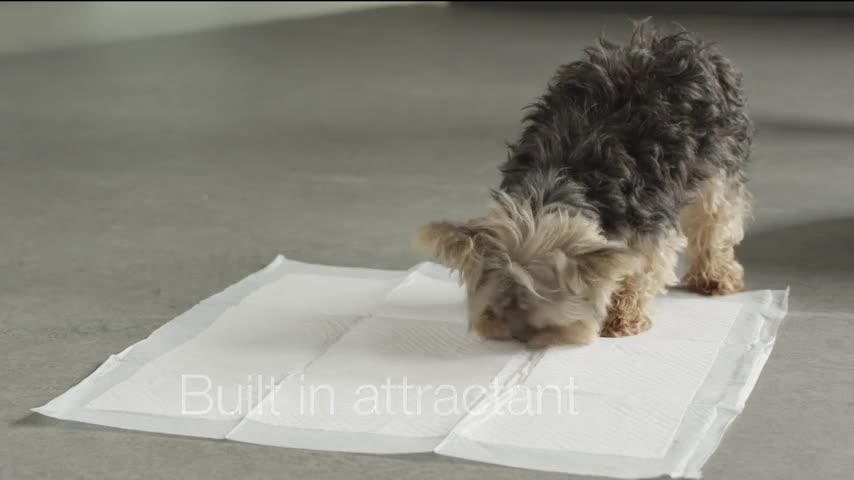 how to train yoyr dogs, Basics Puppy Training Pads