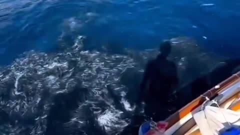 Fish catching video