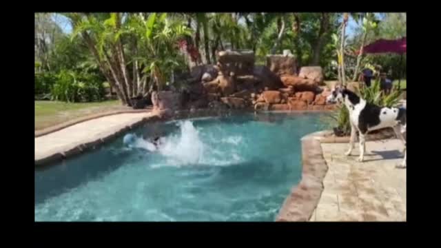 Dog short video ll #shorts animal video ll #shorts
