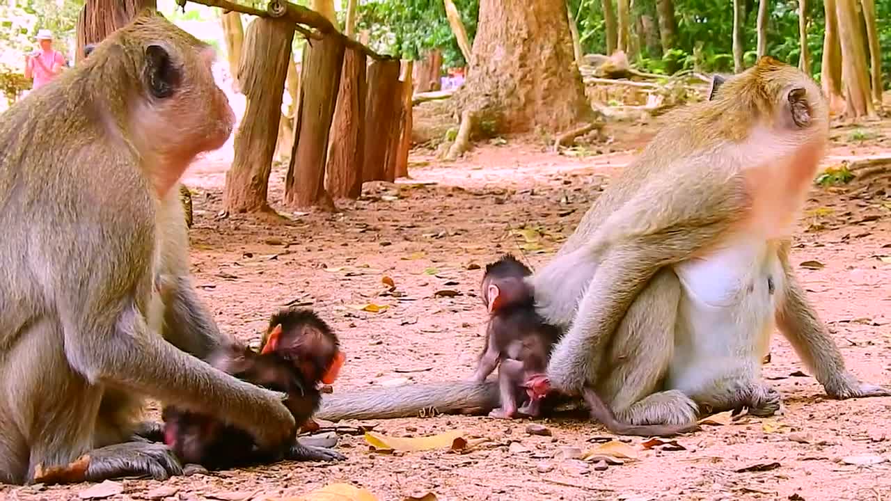 35.Two Newly baby monkey want to play together -Popular Daily