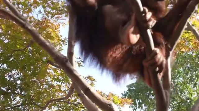 Little grapes are tough monkey