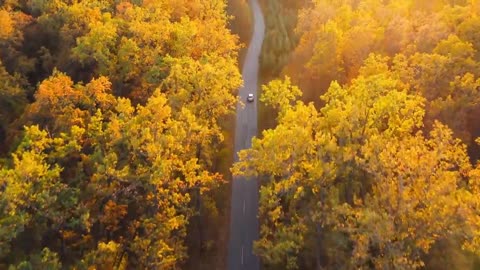 Enchanting Autumn Forests with Beautiful Piano Music