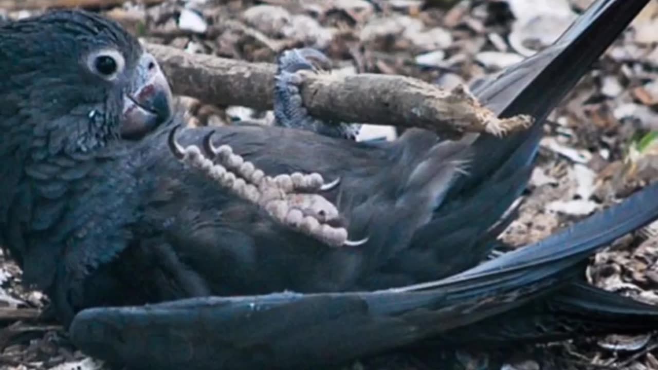 How The African Grey Parrot Is Incredibility Smart!