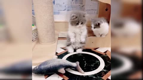 Baby Cats - Cute and Funny Cat Videos
