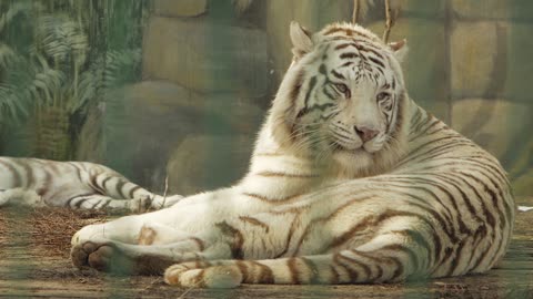 White Bengal Tiger 4k
