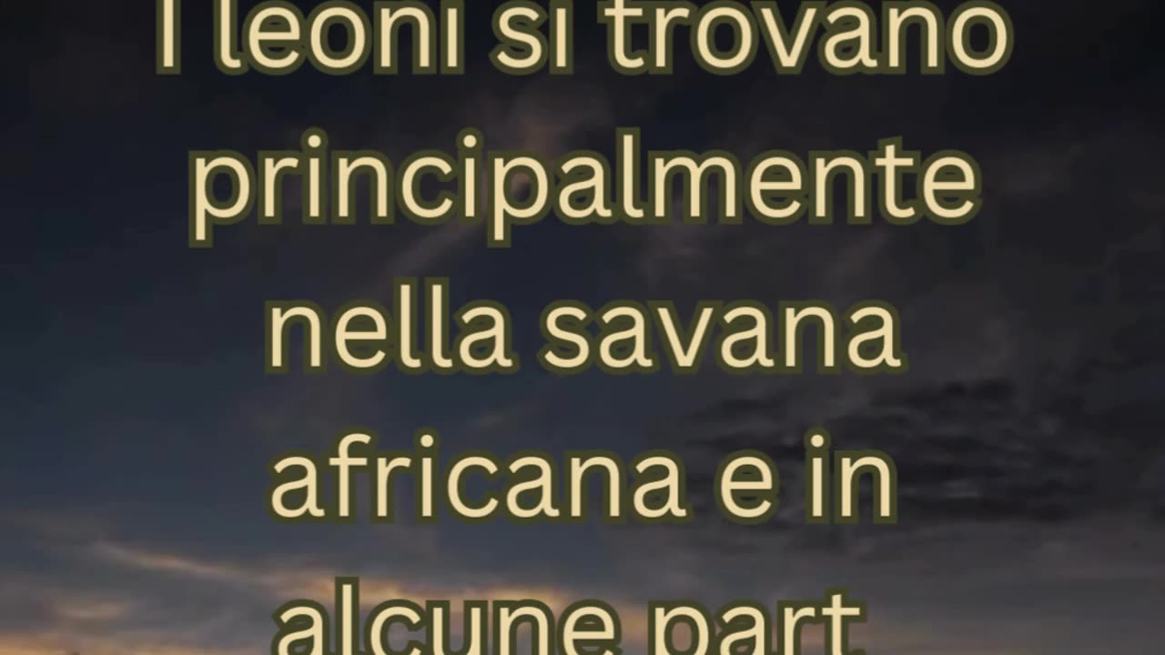 Fatto del Leone 3 - Sai dove vivono i leoni?