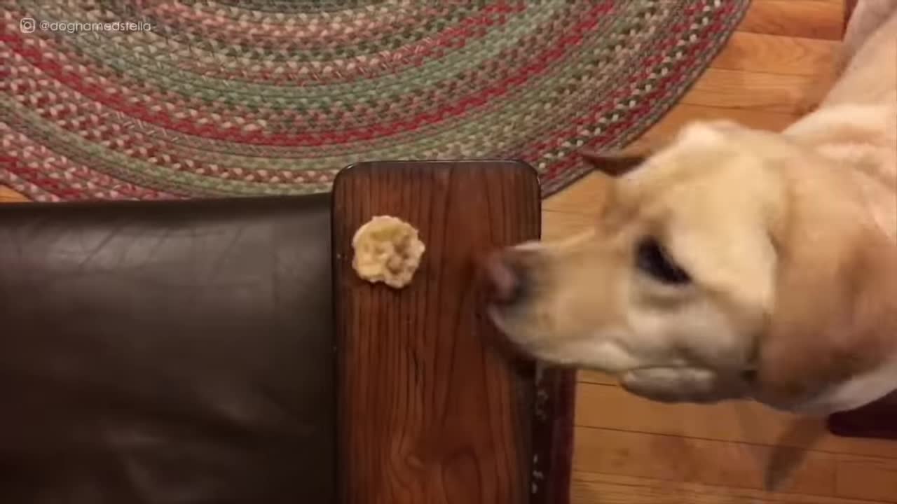 Dog is unable to reach his cookie