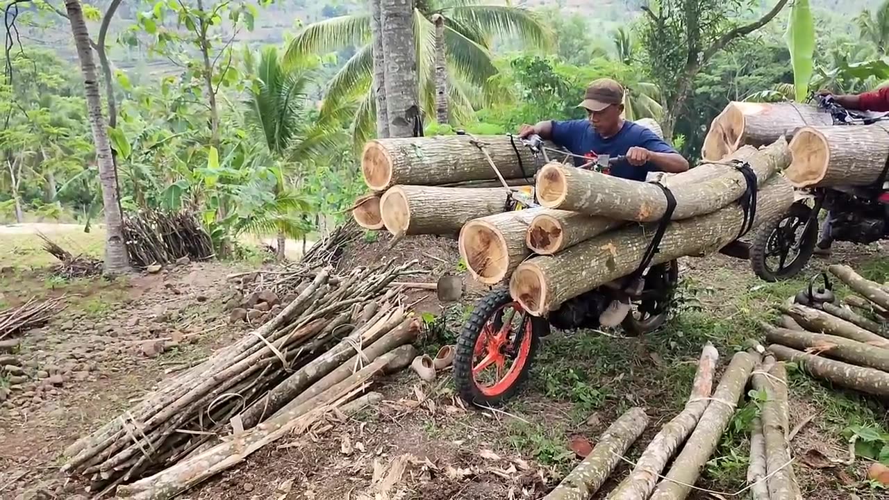Skilled wood taxi workers carrying large logs