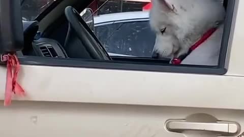 Dog sells cabbage Ha ha ha.