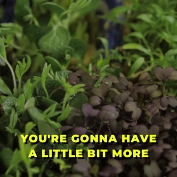 🌱 MicroGreens vs. Sprouts: Nutrient Showdown 🌱
