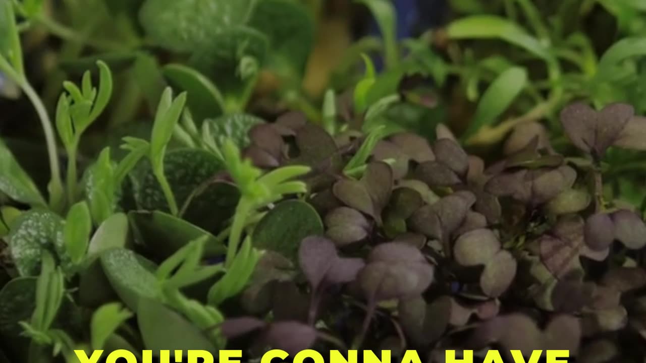 🌱 MicroGreens vs. Sprouts: Nutrient Showdown 🌱