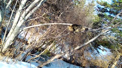 Super Sam the crazy climbing cat