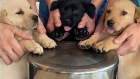 The little tongues sticking out 🥰🥰🥰
