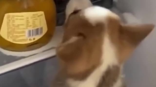 Obidient dog gets off bed funny video 🐶🐕😄😍