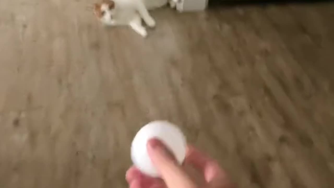 This cat has rare skill 🤯