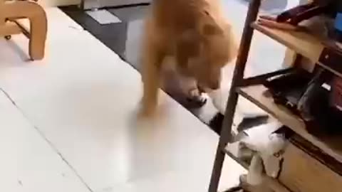 Funn, animal nice video