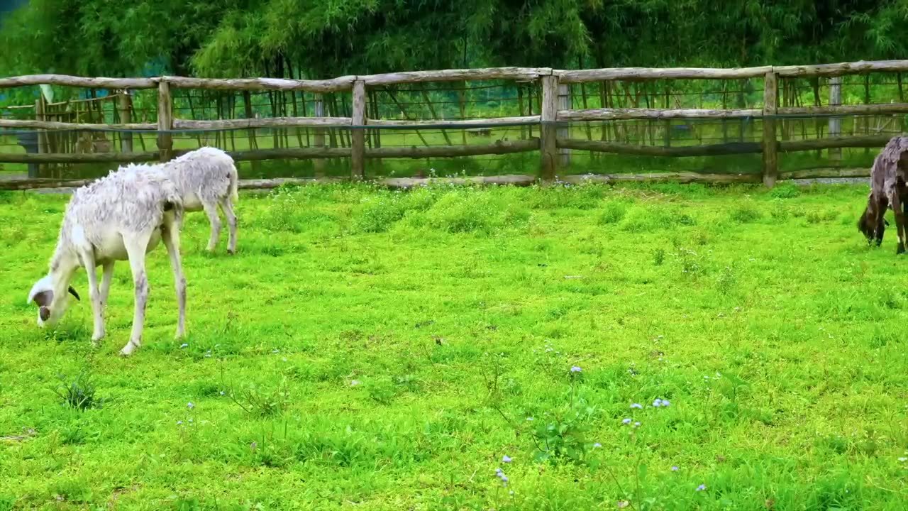 ***Virtual Dog TV! Videos for Dogs to Prevent Boredom [With ASMR Music]***