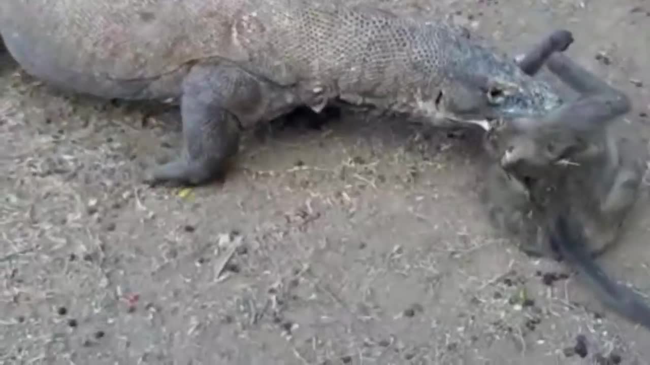 Komodo Dragon 🆚 Poor Wild Monkey