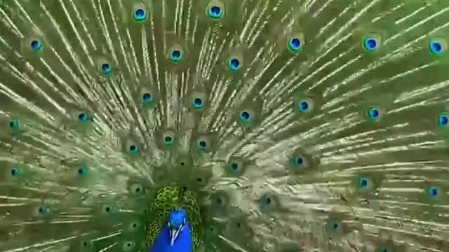 Beautyfull Peacock Dance