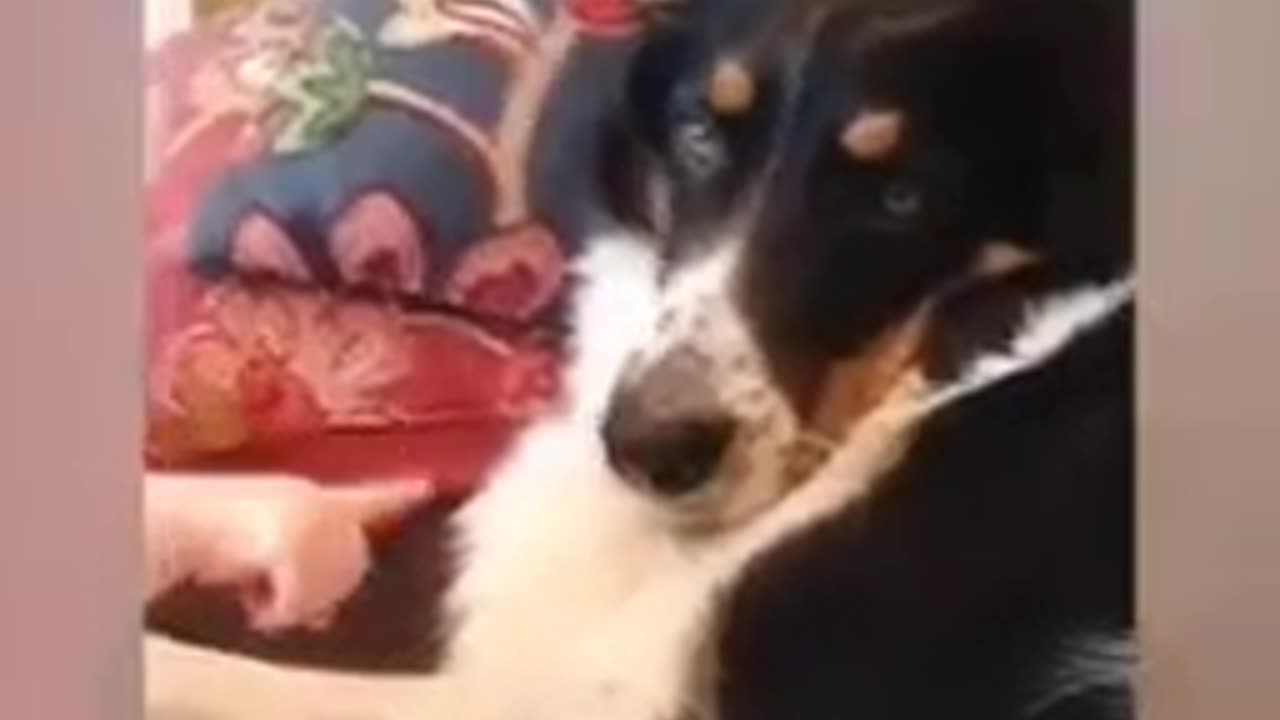Baby emotions with animals