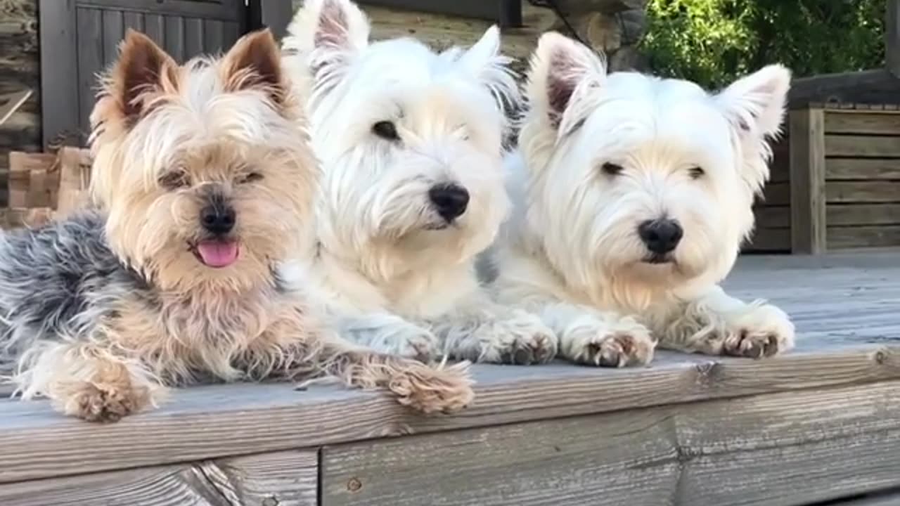 beautiful pets videos