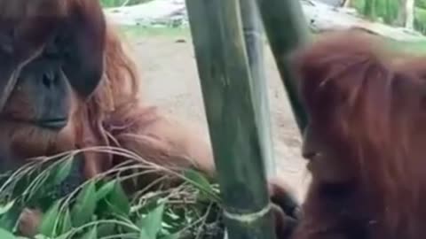 FUNNY ANIMALS VIDEOS TRY NOT TO LAUGH 🤣 | FUNNY CATS | FUNNY DOGS | CUTEST ANIMALS