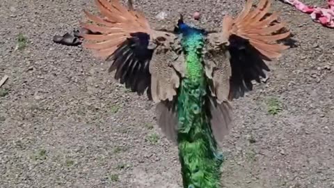 Beautiful Peacock