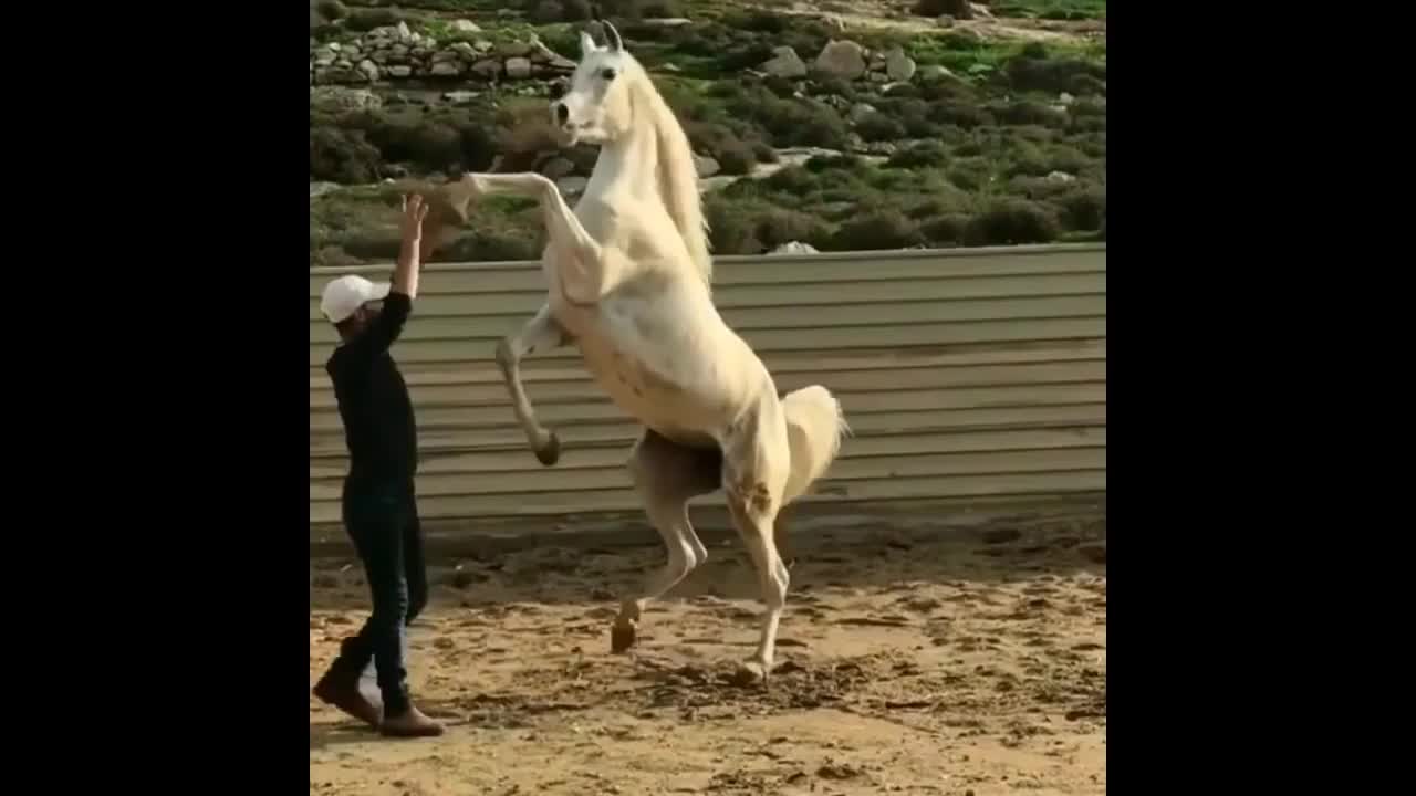 Funny and Cute Horse Videos Compilation cute moment of the horses- Cutest Horse #5-14