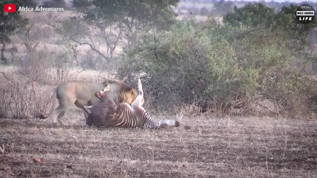 What Happens When A Lion Attacks A Zebra That Is Giving Birth And Eats It?