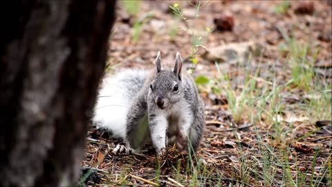 Squirrel !