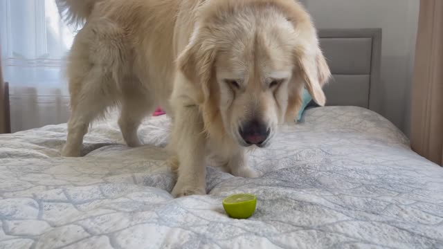 My Golden Retriever Reacts to Trying Lime!