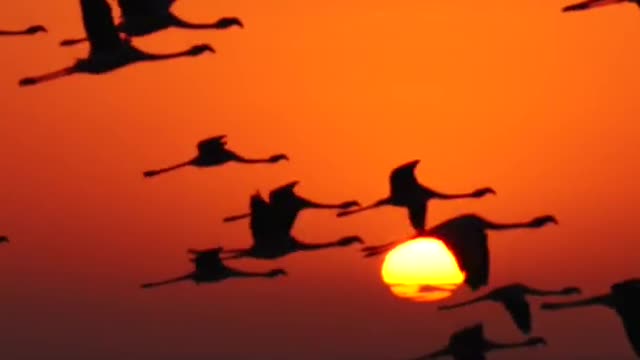 Aerial photos of flamingos flying