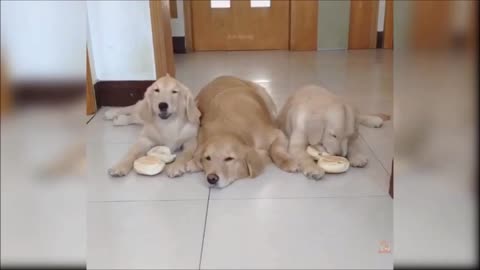 Compilation of videos of cute and funny dogs