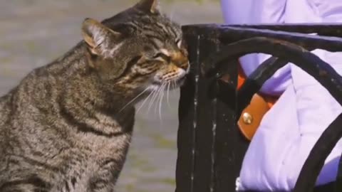 Cute Cat Vedio