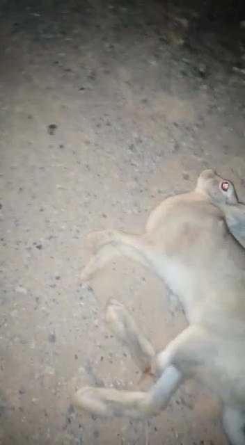 Rabbit hunting in the desert