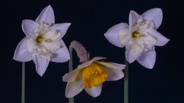Daffodils : Easter Bells