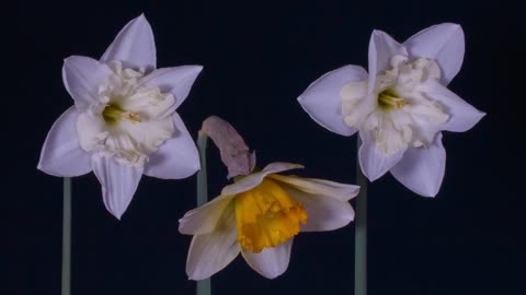 Daffodils : Easter Bells