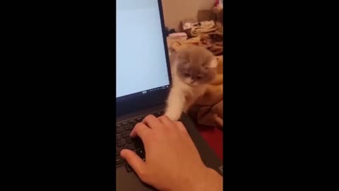 Most Funny Cat Videos