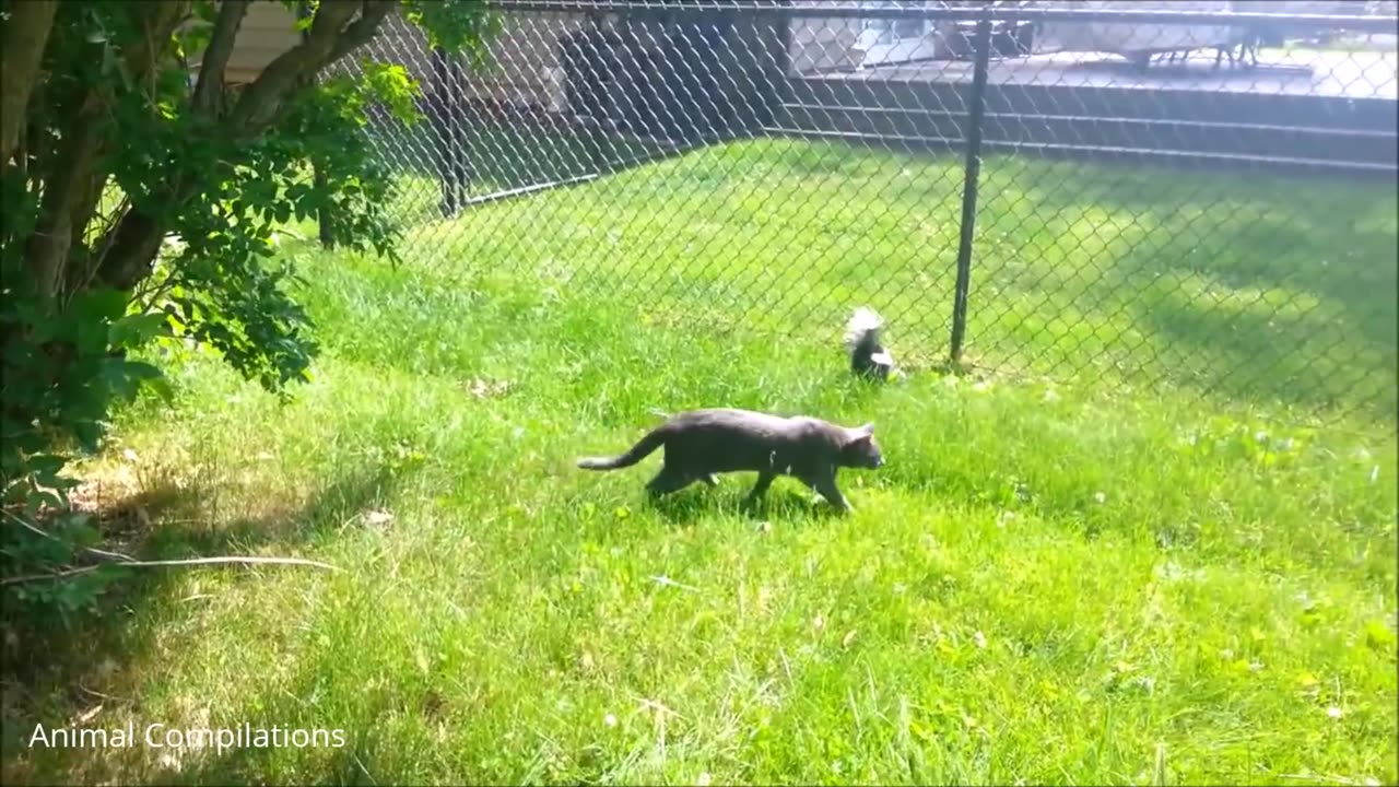 Baby skunks trying to spray-funniest competition