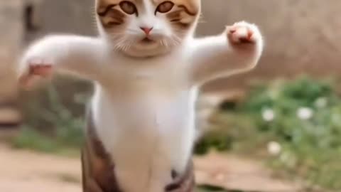 Funny cat