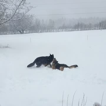 Puppy body slams brother in the snow