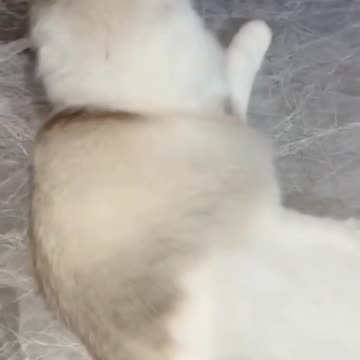 Fanny cat video and Cute Cat video