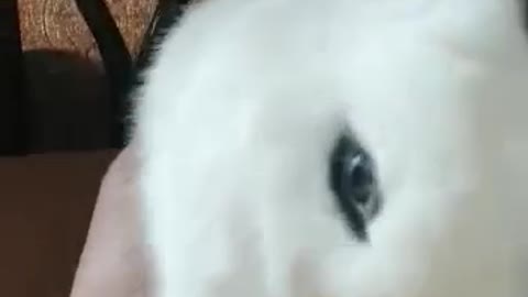 My sweet hotot my cute breed