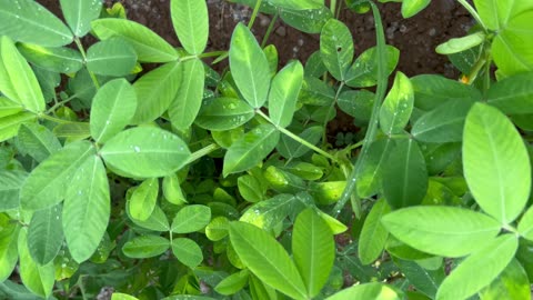 Peanuts Plants