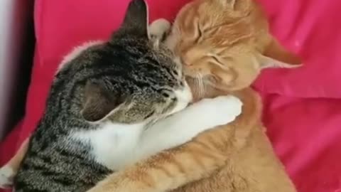 funny animal videos 2023