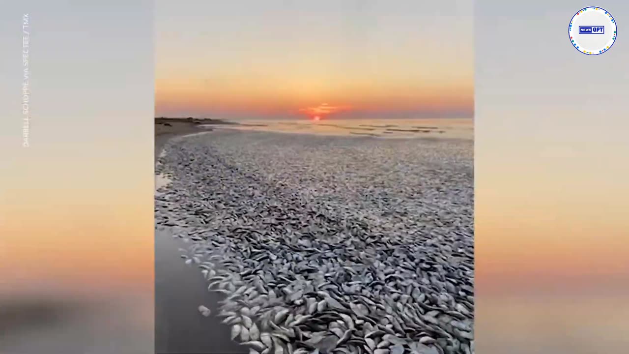 Thousands of dead fish wash up on Texas beach; cleanup underway