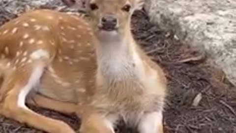 Adorable fawn