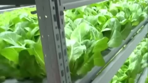 Revolutionizing Food: Vertical Farming Meets Renewable Energy!