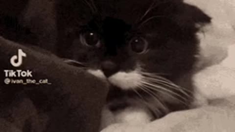 Cute Cat Gif