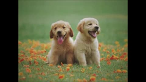 Cute dogs